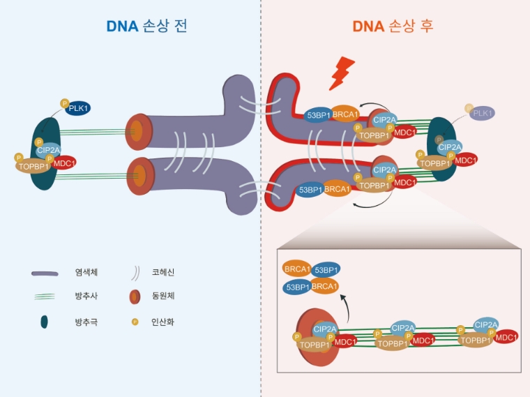 감수분열 동안 난자에서 일어나는 DNA 손상 복구 반응 모델. 사진=한국연구재단