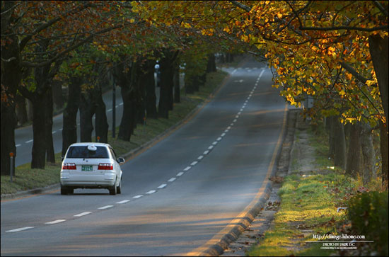 ▲아마추어사진작가인P씨가찍어게시했던이사건사진입니다.