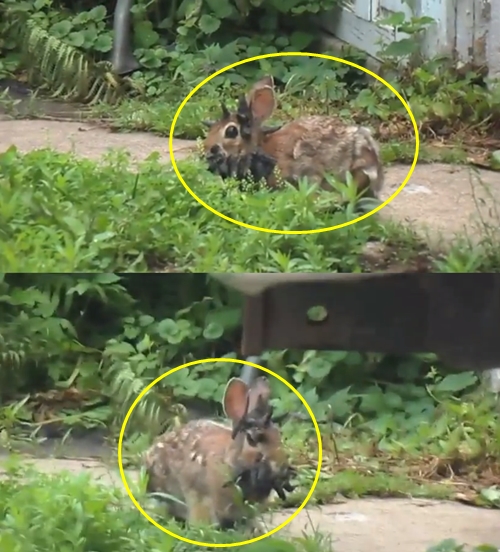 ▲괴물토끼(사진=유튜브캡처)