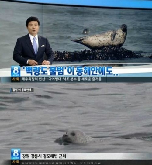 ▲동해안물범발견(사진=SBS뉴스캡처)