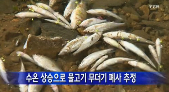 ▲청원하천물고기떼죽음