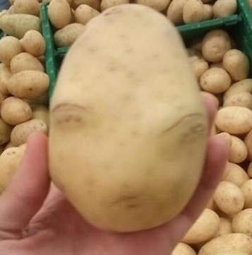 ▲외계인감자(사진=온라인게시판)