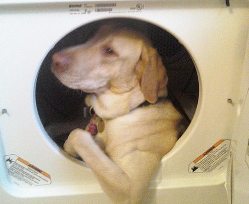 ▲엄마를웃긴세탁기(사진=인터넷게시판)
