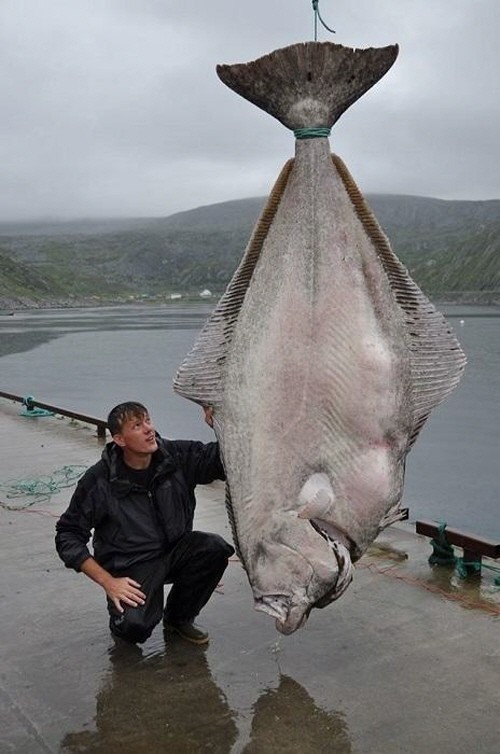 ▲괴물가자미포획(사진=인터넷게시판)