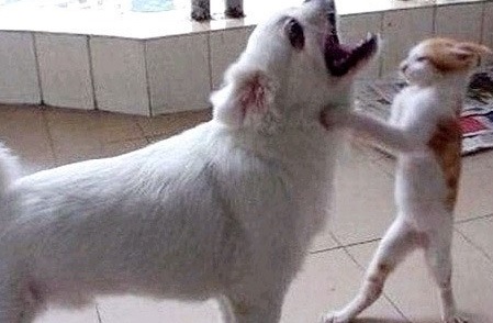 ▲멱살잡은고양이(사진=인터넷게시판)