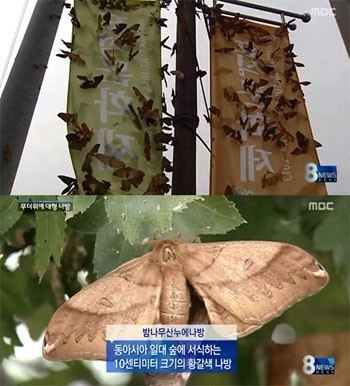 ▲대형나방떼기승(사진=MBC뉴스캡처)