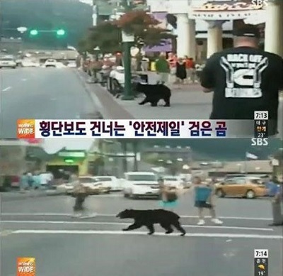 ▲건널목건너는곰(사진=SBS방송캡처)