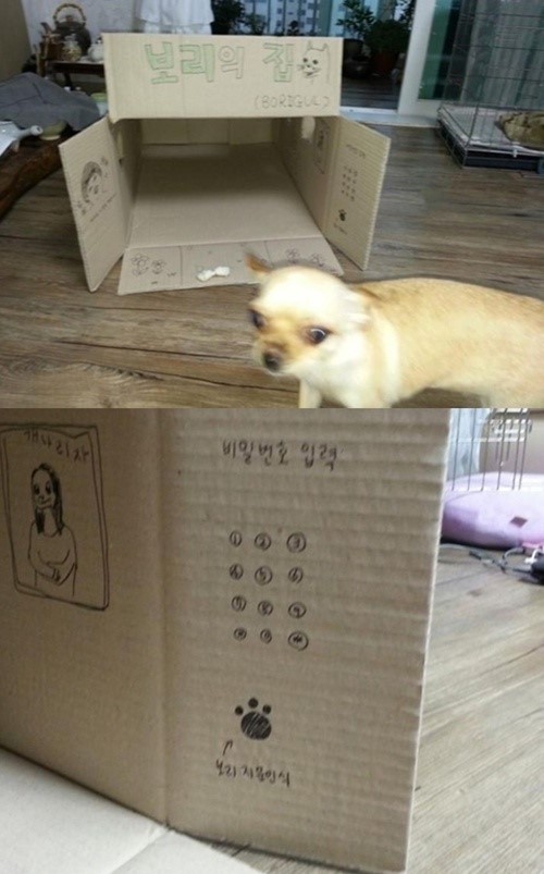 ▲종이박스로만든개집(사진=온라인게시판)