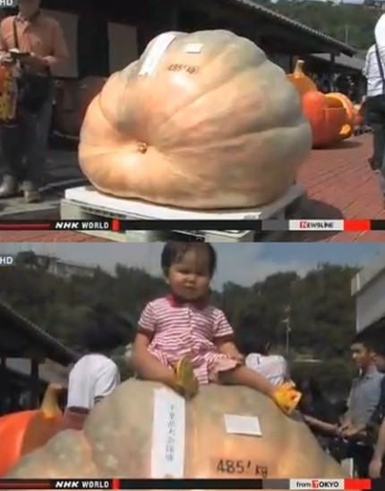▲일본초대형호박(사진=NHK화면캡처)