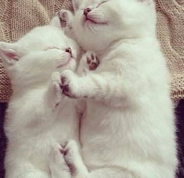 ▲짝짜꿍고양이(사진=온라인게시판)