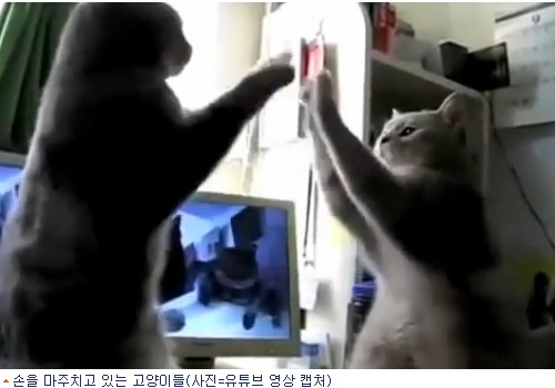 짝짜꿍 고양이 2탄, 앞발 치켜들고 투닥거리며 '짝짜꿍 짝짜꿍' "귀엽다~"