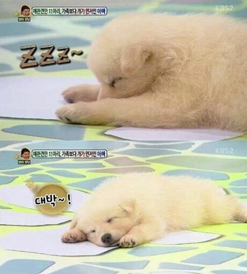 ▲임창정봉지입양(사진=안녕하세요캡처)