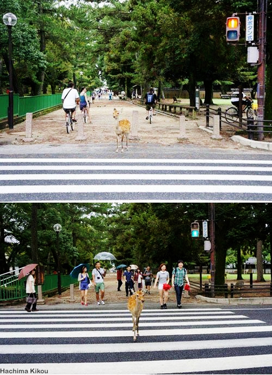 ▲교통신호지키는사슴