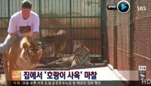 ▲호랑이기르는가족(사진=SBS뉴스캡처)
