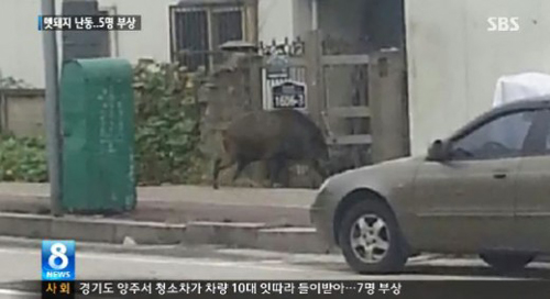 ▲포천멧돼지난동(사진=SBS뉴스캡처)