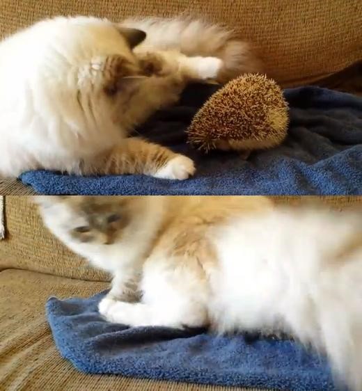 ▲고슴도치위에앉은고양이(사진=유트뷰화면캡처)