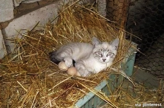 ▲에디슨고양이