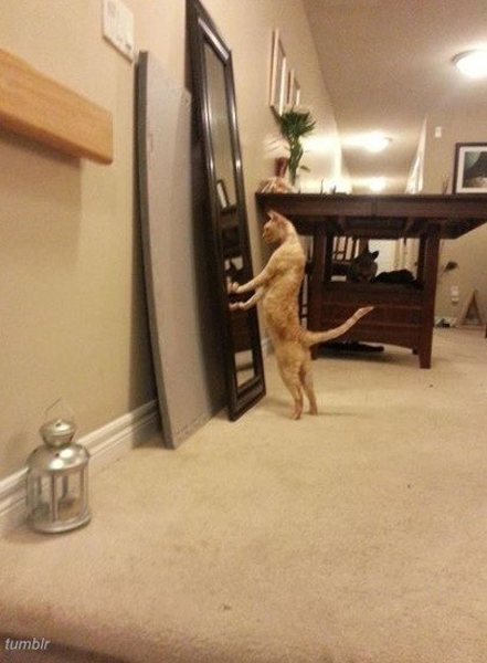 자아도취고양이(사진=인터넷게시판)