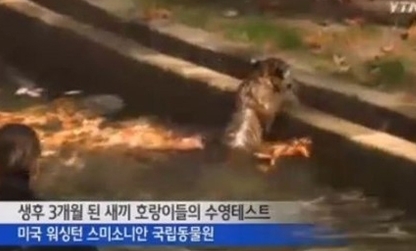 ▲수영시험마친호랑이(사진=YTN)