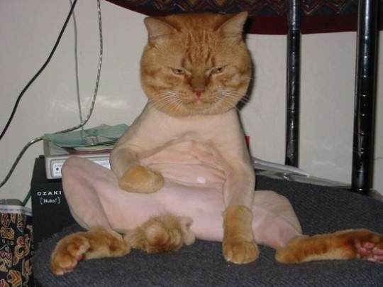 ▲다내려놓은고양이(사진=인터넷게시판)