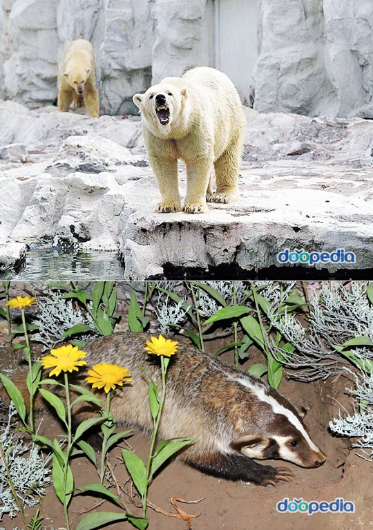 ▲화나면무서운동물들(사진출처:두산백과)