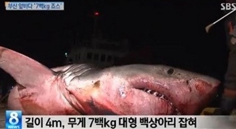 ▲부산4m백상아리모습(사진=SBS)