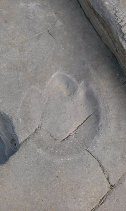 ▲반구대암각화공룡발자국(사진=국립문화재연구소)