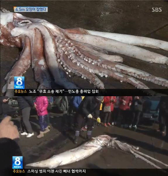 ▲4.5m대왕오징어(사진=KNN뉴스캡쳐)