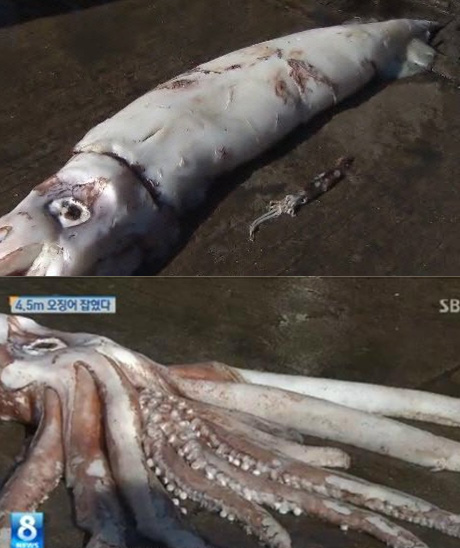 ▲4.5m대왕오징어(사진=KNN뉴스캡쳐)