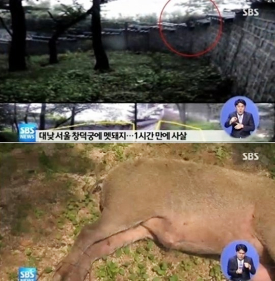 ▲멧돼지와맞닥뜨렸을때(사진=SBS방송캡처)