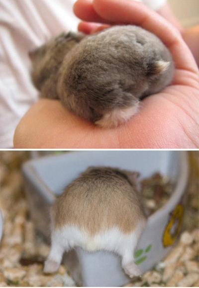▲토실토실햄스터엉덩이(사진=인터넷게시판)