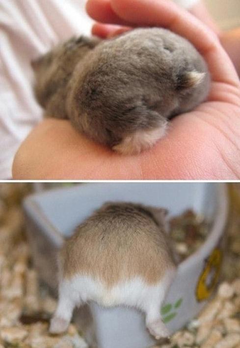 ▲토실토실햄스터엉덩이(사진=인터넷게시판)