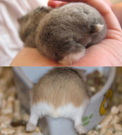 ▲토실토실햄스터엉덩이(사진=인터넷게시판)