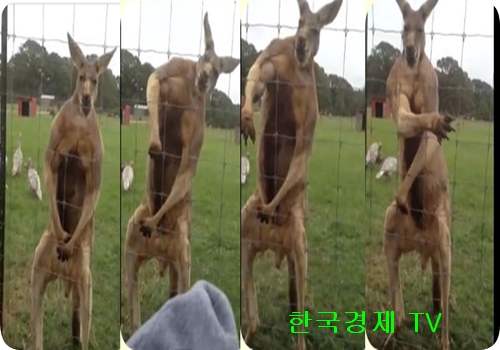 ▲근육자랑캥거루(사진=유투브영상캡처)
