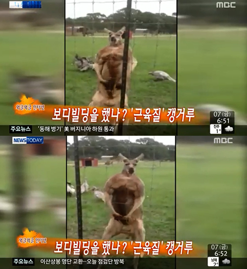 ▲근육자랑캥거루(사진=MBC뉴스캡처)