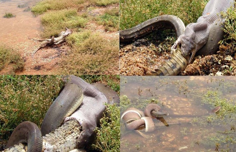 ▲악어잡아먹는뱀(사진=인터넷커뮤니티)