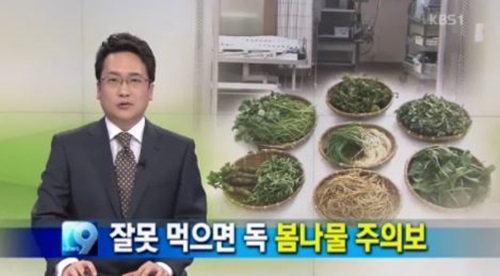 ▲봄나물주의보발령(사진=KBS뉴스캡처)