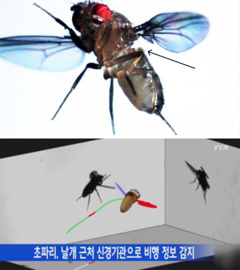 ▲강풍속초파리비행(사진=YTN캡쳐)