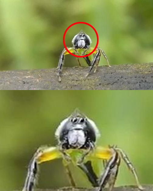 ▲깜짝놀란거미(사진=인터넷게시판)