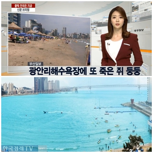 ▲광안리쥐(사진=방송화면,한경DB)