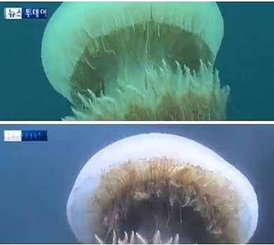 ▲보름달물해파리(사진=MBC방송캡처)보름달물해파리보름달물해파리