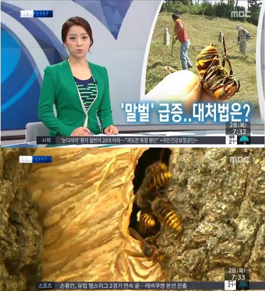 ▲말벌개체수급증(사진=MBC방송캡처)