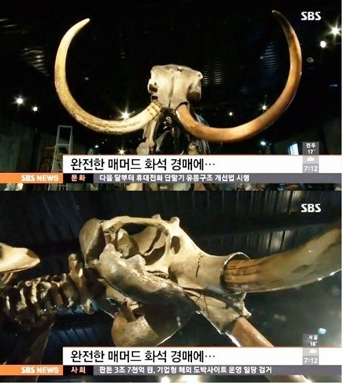 ▲거대매머드화석경매(사진=SBS방송캡처)