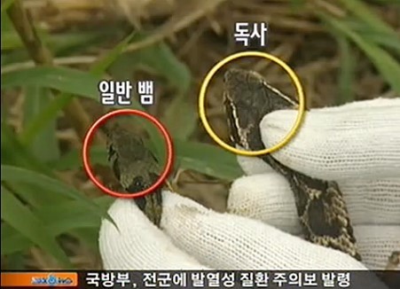 ▲독사에물렸을때(사진=SBS방송화면)
