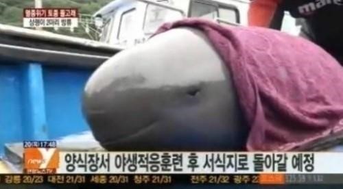 ▲토종돌고래상괭이(사진=연합뉴스TV방송캡처)