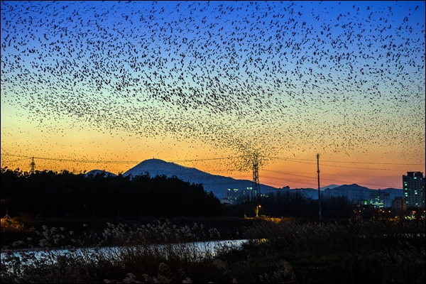 ▲울산떼까마귀5만마리(사진=울산시)
