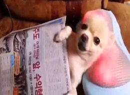 ▲시원하개안마하개(사진=유투브캡처)