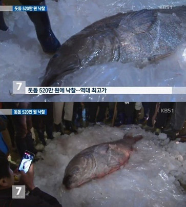 전설의 심해어 돗돔 ‘엄청난 로또는 아니었네?’