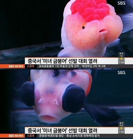 ▲(사진=방송캡처)