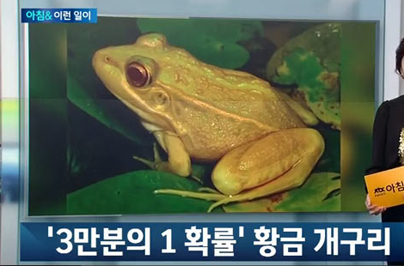 황금쌀이란 그리고 황금 개구리! ‘신기하네’